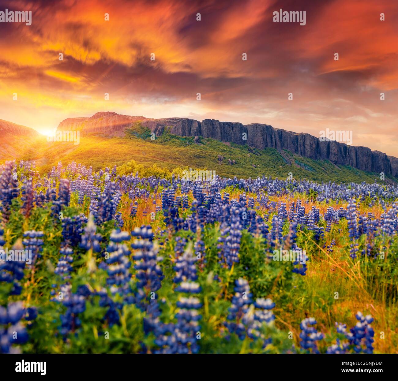 Dramatic summer scenery. Amazing sunrise view of blooming loopine ...