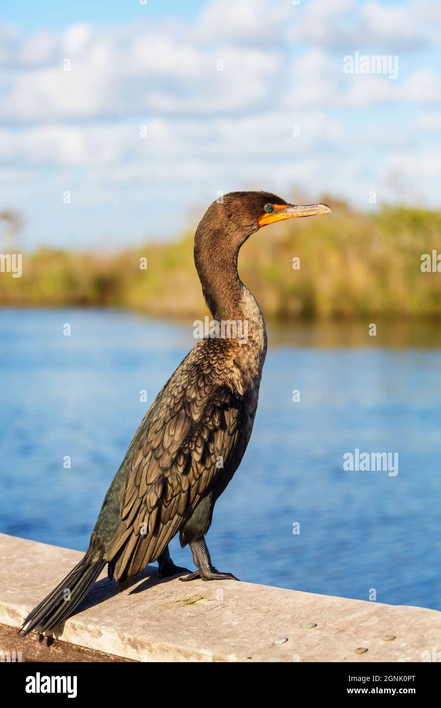 Cormorant bird in Everglades National Park, Florida, USA Stock Photo