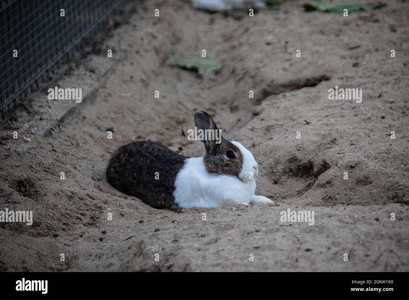 black white rabbit in the sand Stock Photo - Alamy