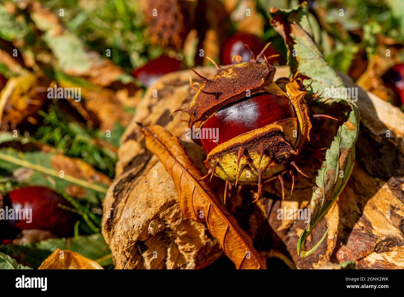 Gleaming green grass hi-res stock photography and images - Alamy