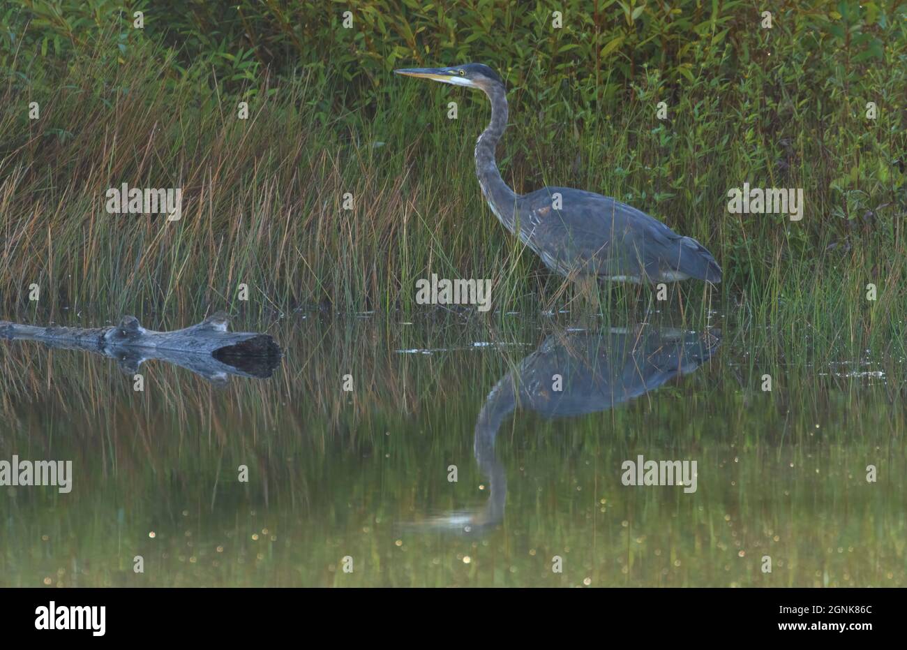 Great blue heron (Ardea herodias) at Little McNary Lake, Sauvie Island