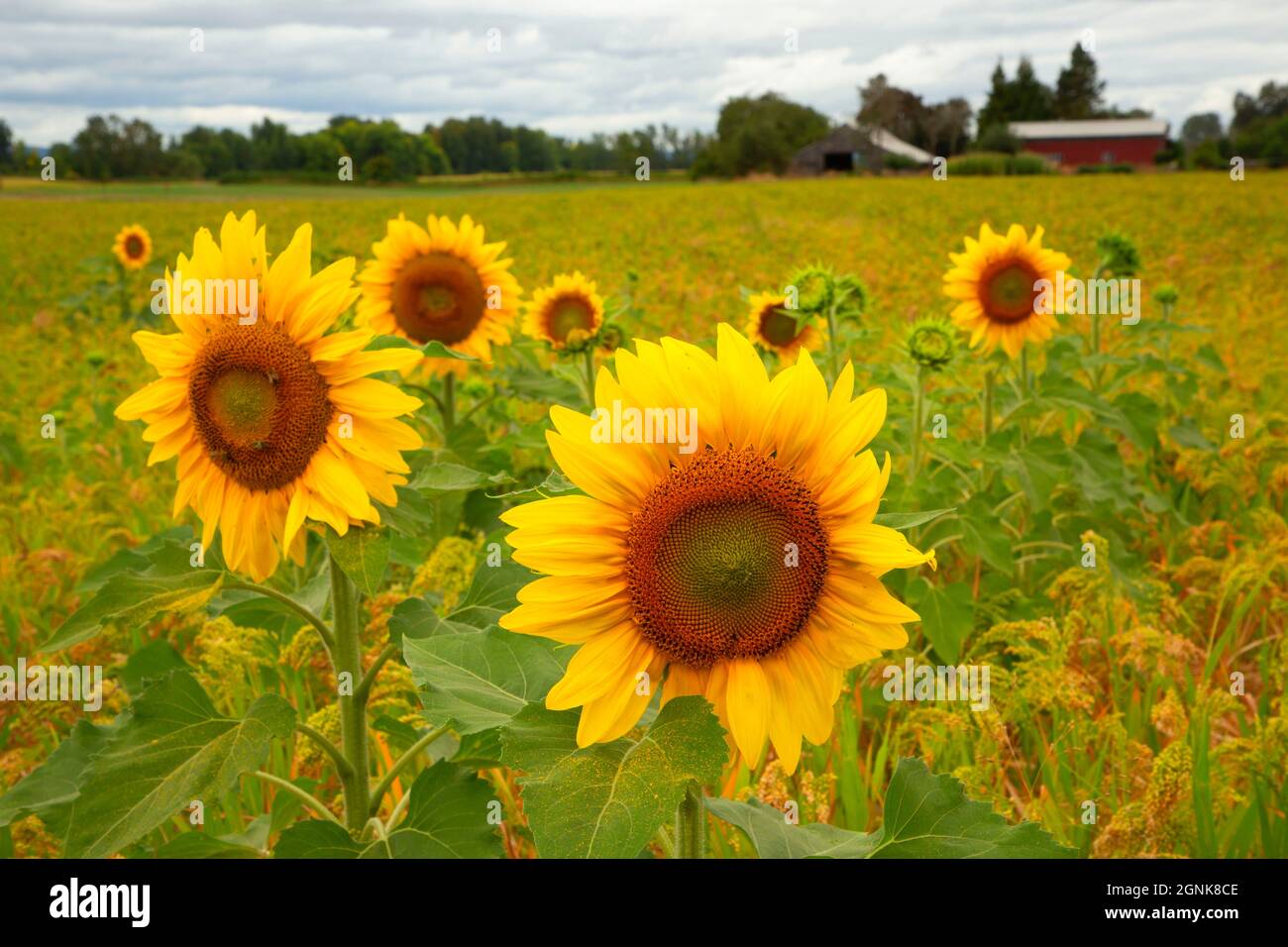 Sauvie island wildlife hires stock photography and images Alamy