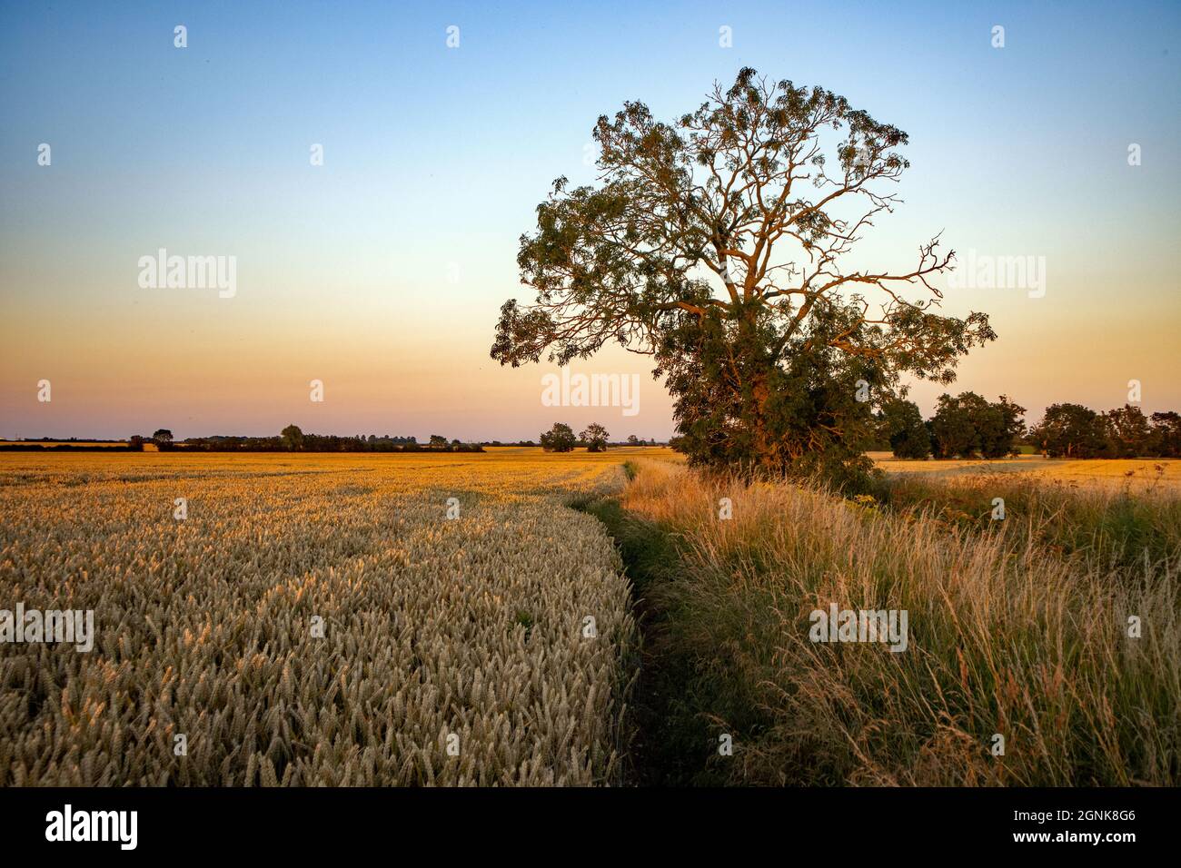 UK, Cambridge - Wheatfields during Golden Hour, Wyton Stock Photo