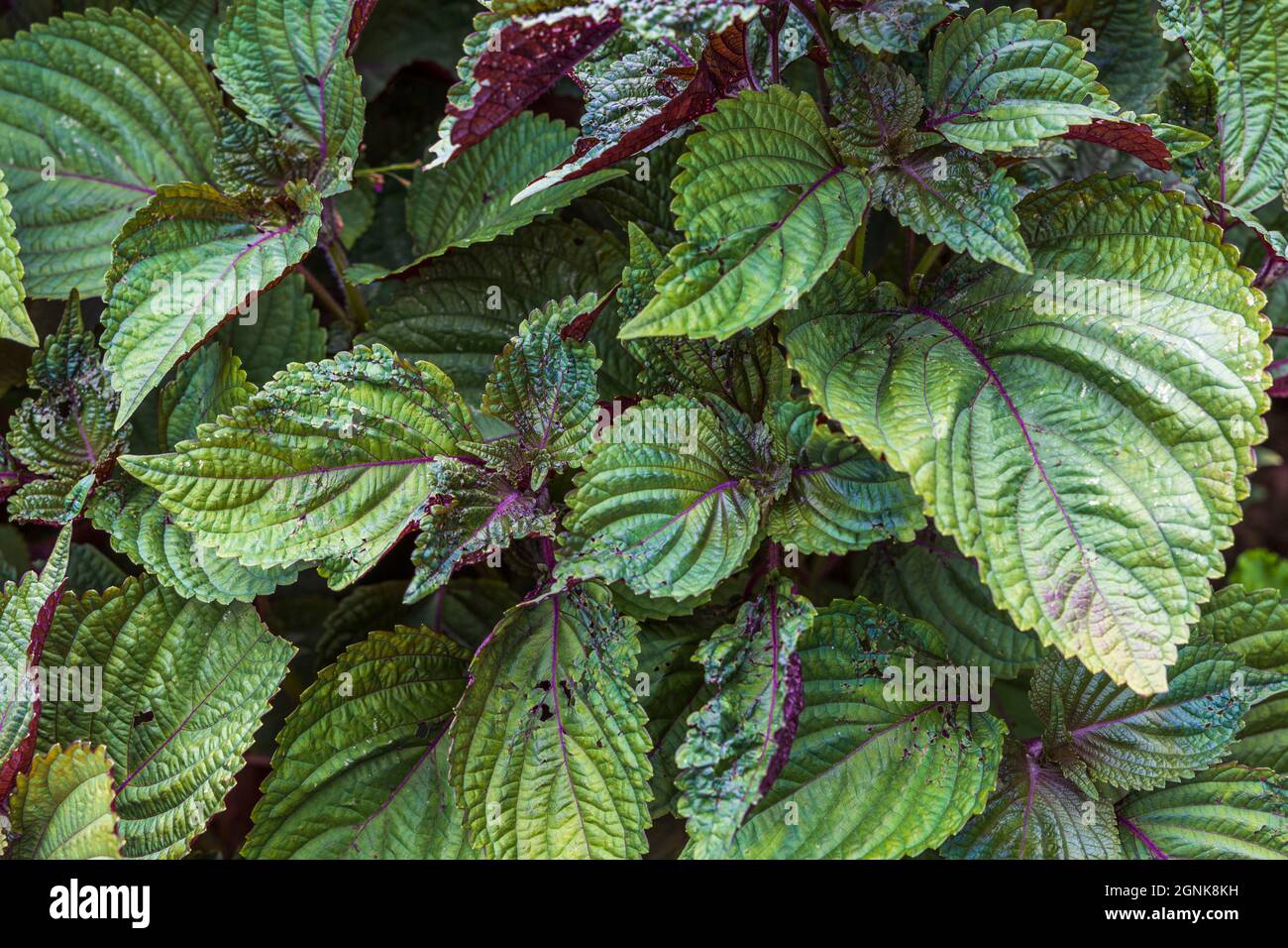 Close-up view of  eye-catching green leaves with beautifully rich red underside Perilla Frutescens Briton Shiso for use in cooking. Sweden. Stock Photo