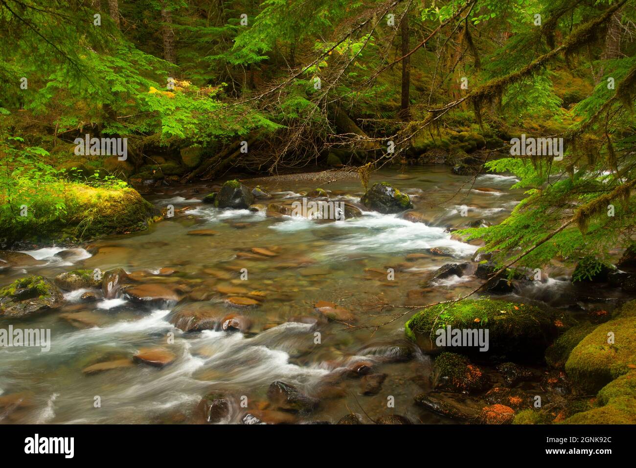 Dungeness River from Lower Dungeness Trail, Olympic National Forest, Washington Stock Photo