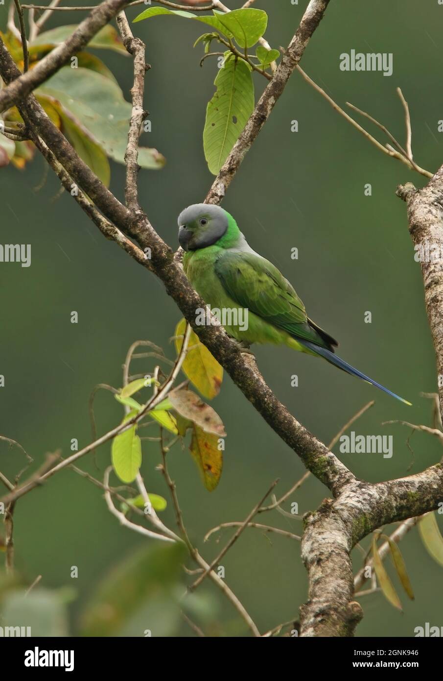 Layard's Parakeet (Psittacula calthropae) adult female perched in tree in the rain  (Sri Lanka endemic) Sri Lanka                December Stock Photo