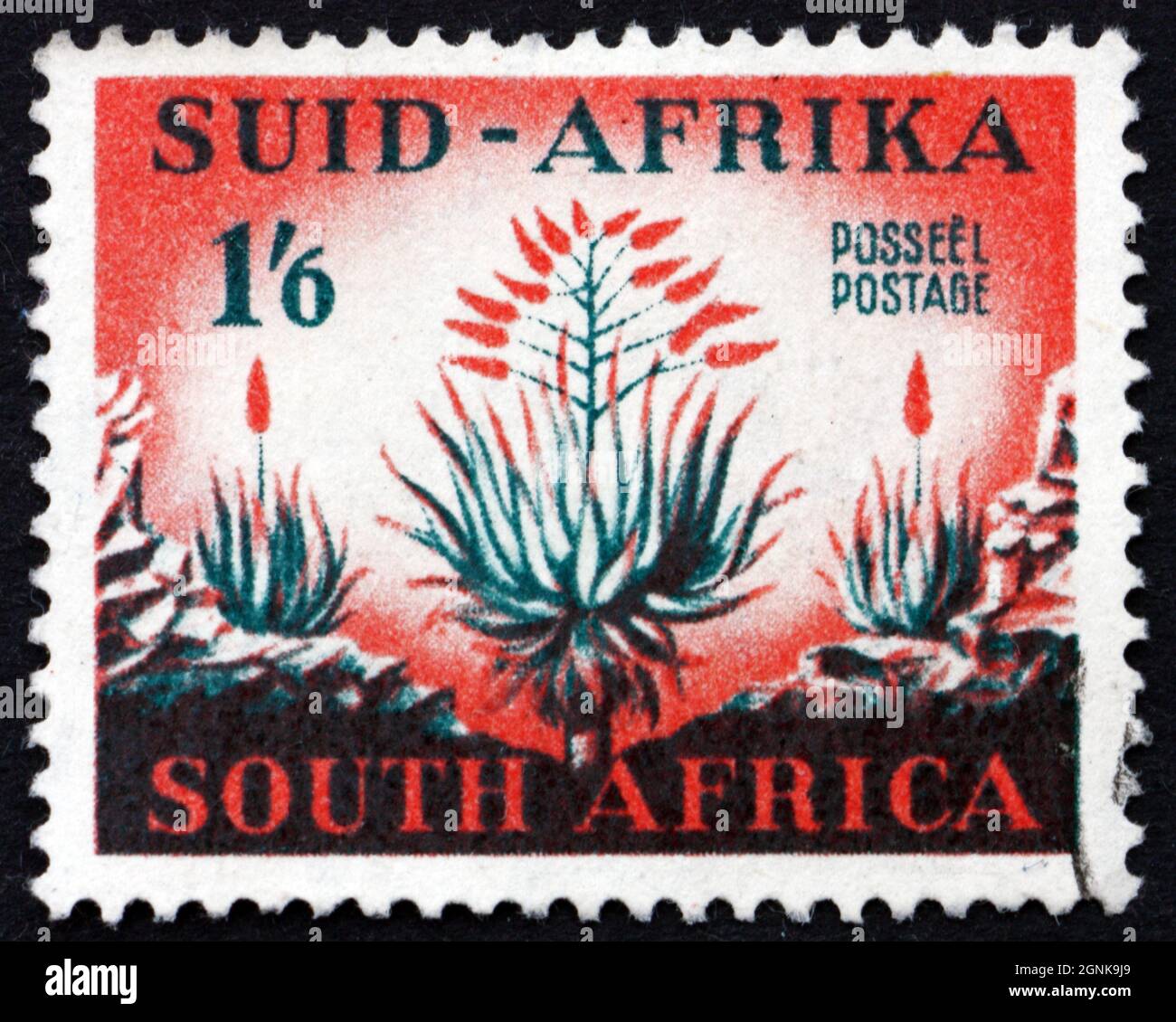 SOUTH AFRICA - CIRCA 1953: a stamp printed in South Africa shows Aloes, circa 1953 Stock Photo