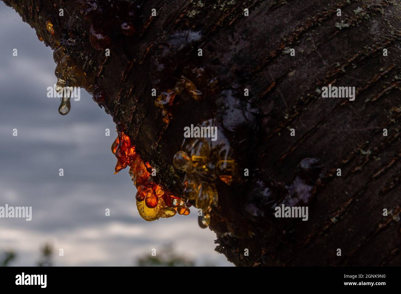 Tree sap fresh on the apple tree, shining amber / Baumharz frisch am ...