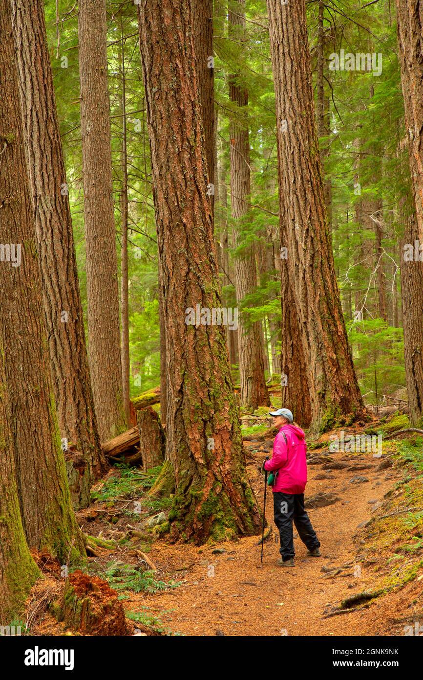 Upper Dungeness Trail, Olympic National Forest, Washington Stock Photo