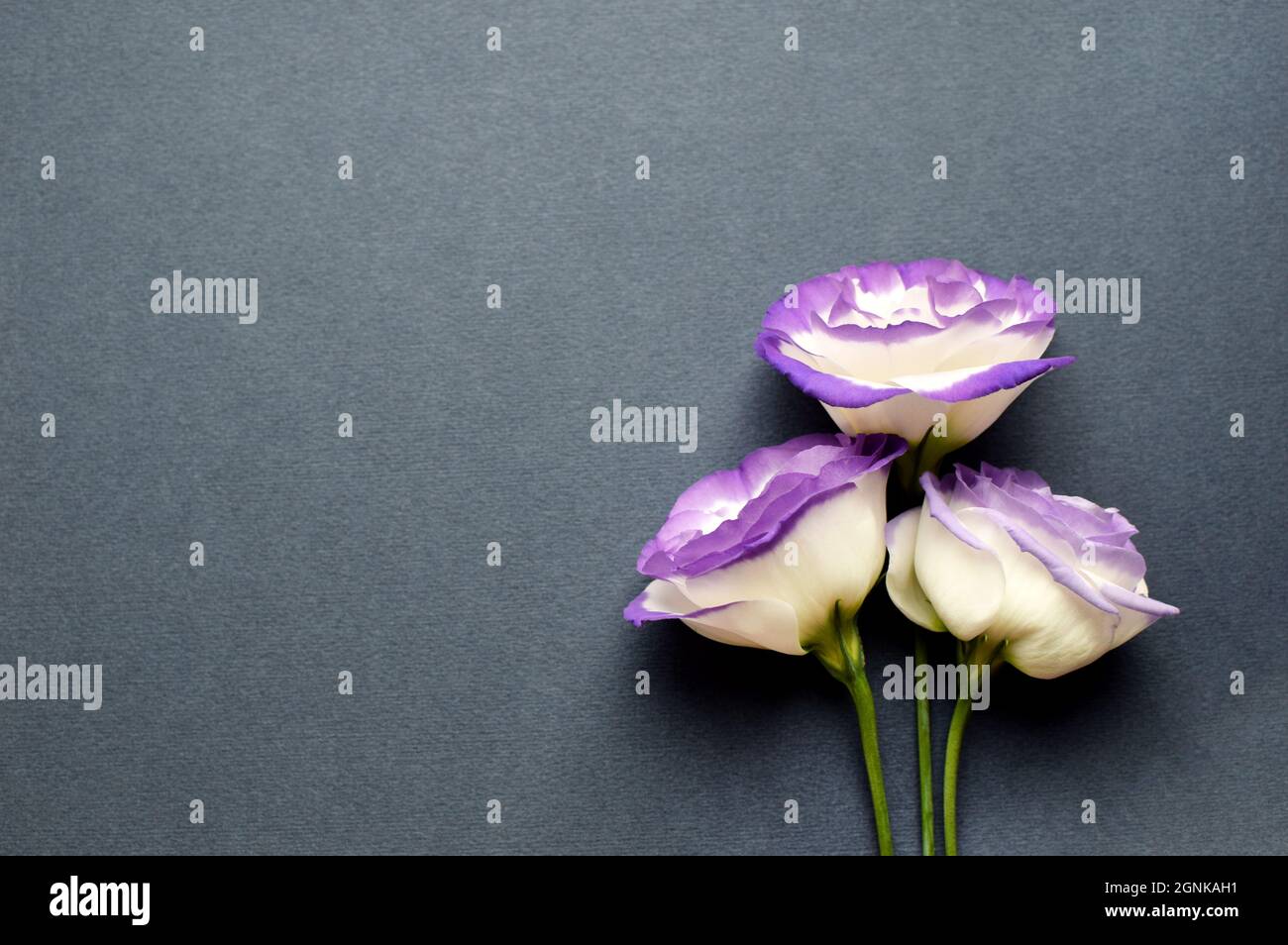Beautiful white-purple eustoma (lisianthus) flowers in full bloom. Bouquet of flowers on a grey background. Stock Photo