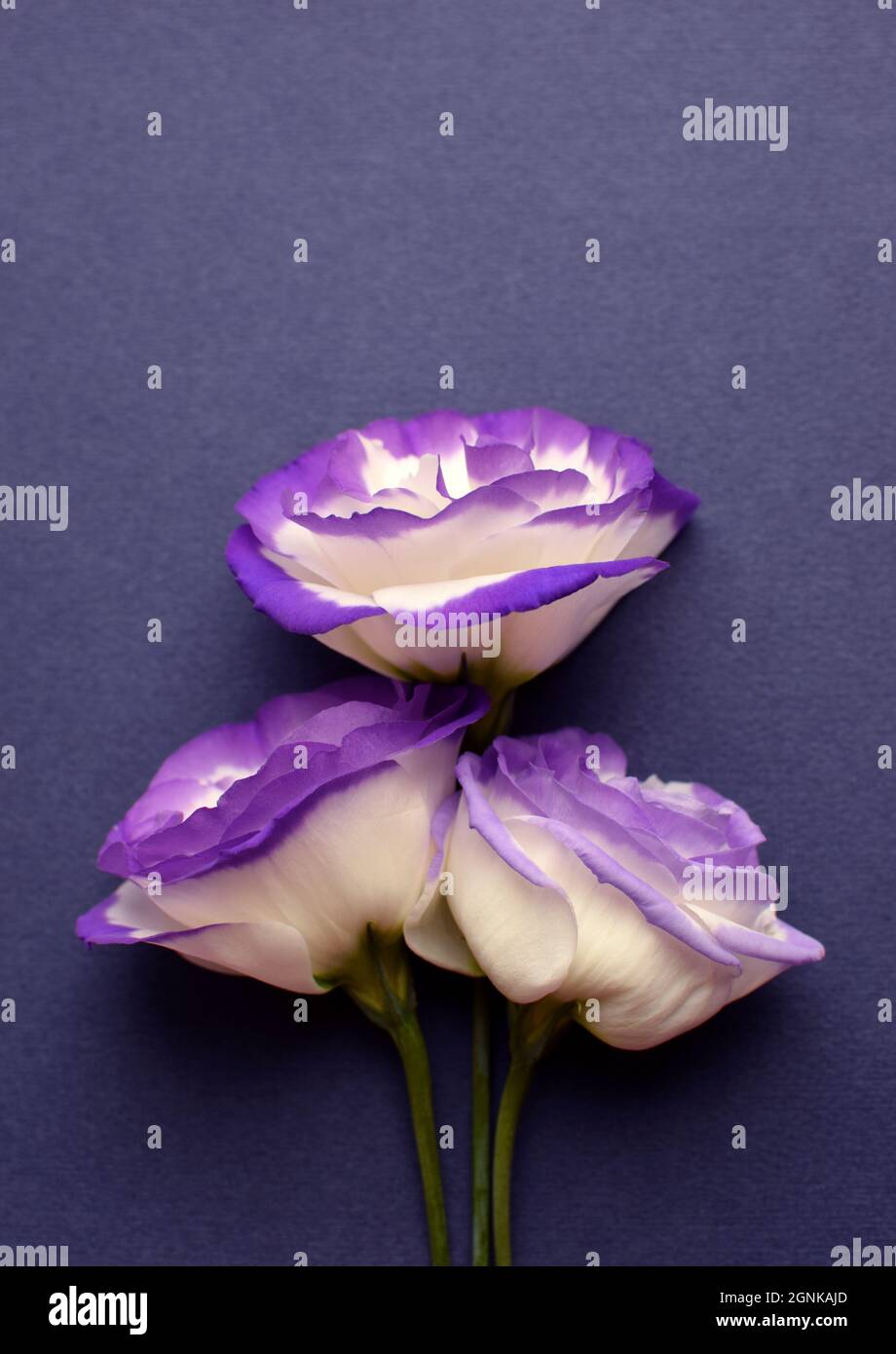 Beautiful white-purple eustoma (lisianthus) flowers in full bloom. Bouquet of flowers on a grey background. Stock Photo