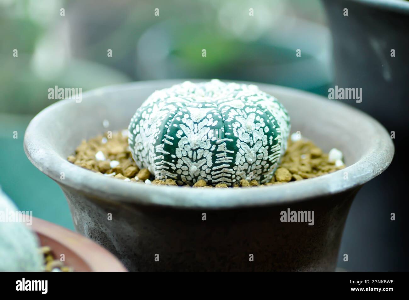 astrophy, astrophy kabuta or astrophy asterias miracle kabuta or cactus in the flower pot Stock Photo
