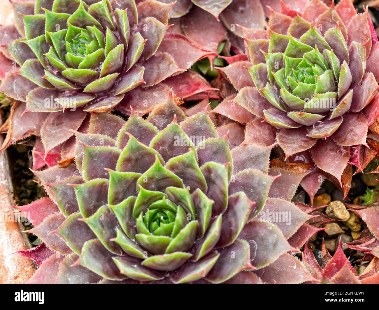 Houseleek pianta con muschio in un pentolino molto piccolo Foto stock -  Alamy