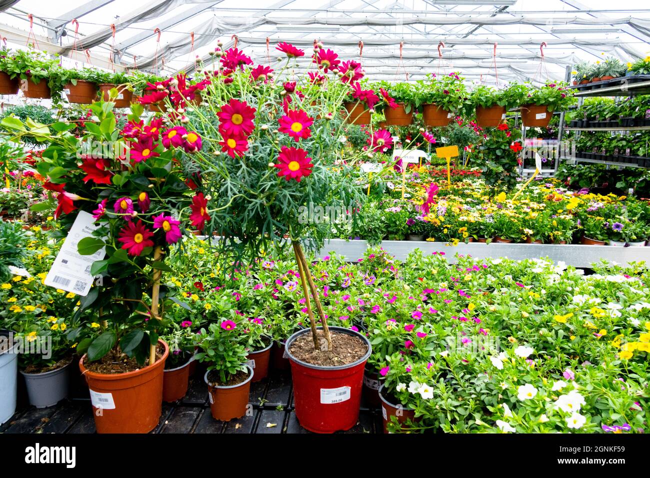 Flowers in pots for sale Garden centre plants Argyranthemum frutescens in pot Stock Photo