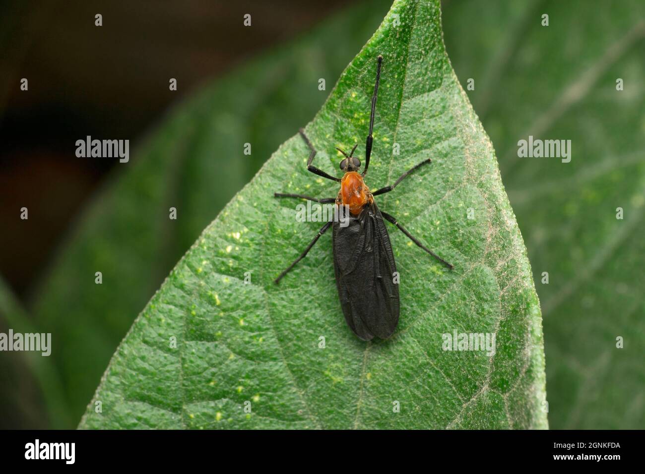 Black bug, orange head,  Inopus rubriceps, Satara, Maharashtra, India Stock Photo