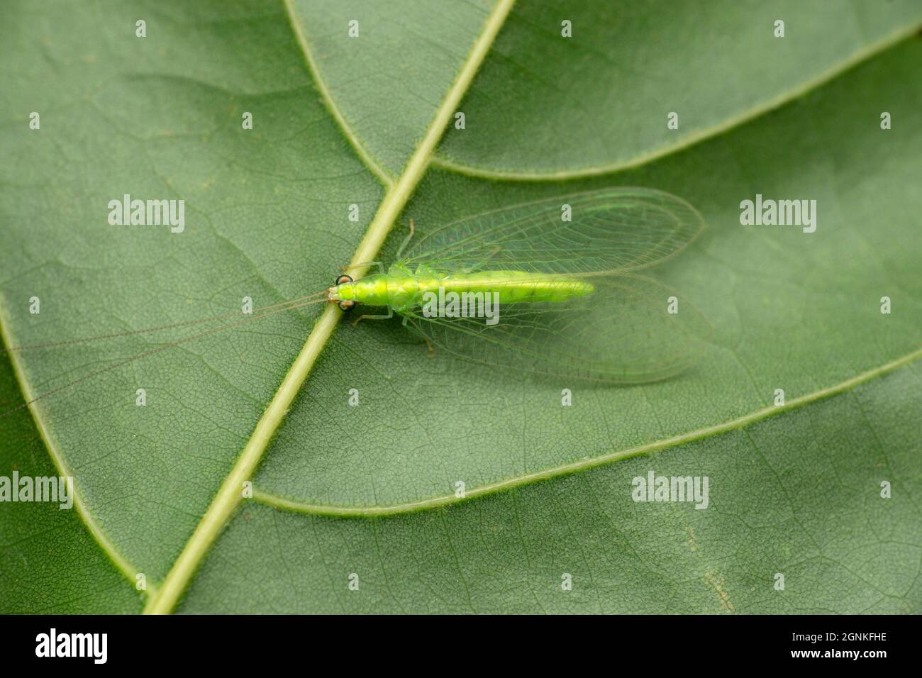 Green lacewings are insects in the large family Chrysopidae of the order Neuroptera, Apertochrysa edwardse, Satara, Maharashtra, India Stock Photo