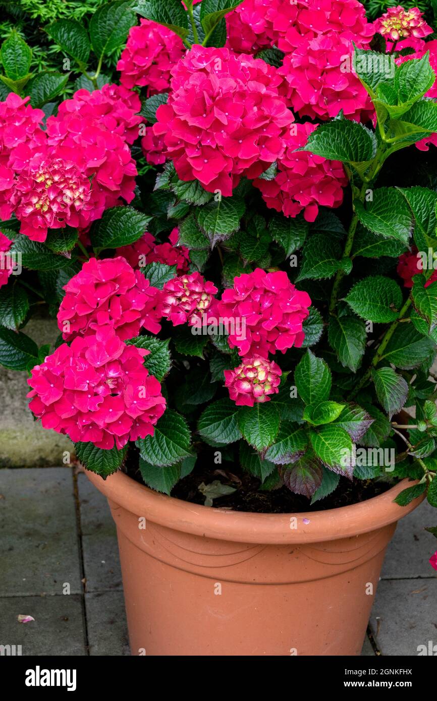 Hydrangea Magical Ruby Red Hydrangea pot Red flower Stock Photo