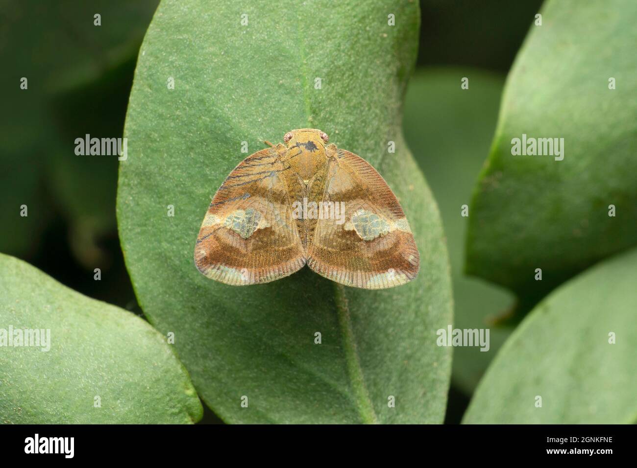 Fulgoridae planthopper, Poiocera pandora, Satara, Maharashtra, India Stock Photo