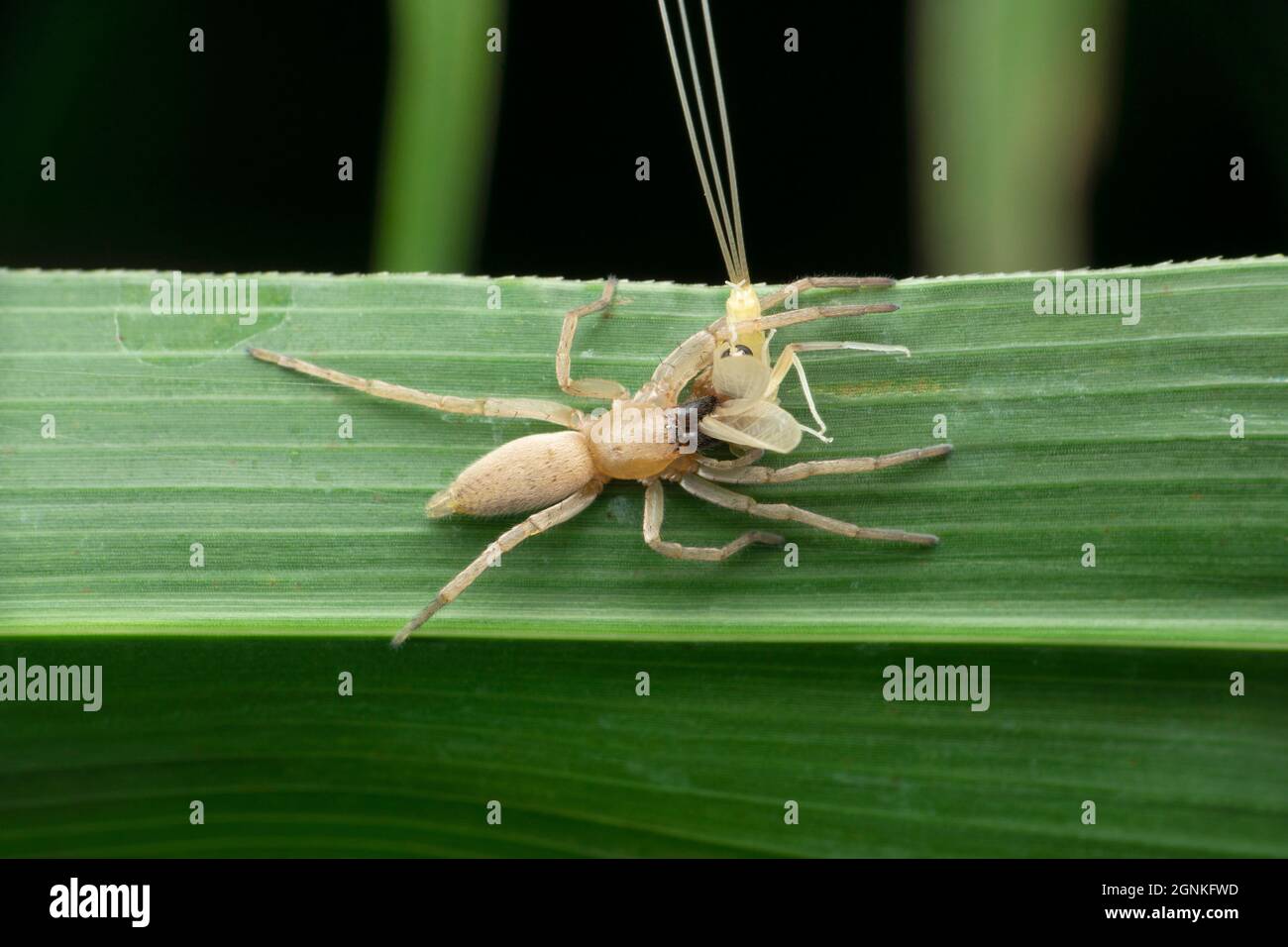 Sac spider, clubiona species with kill mayfly, Satara, Maharashtra, India Stock Photo