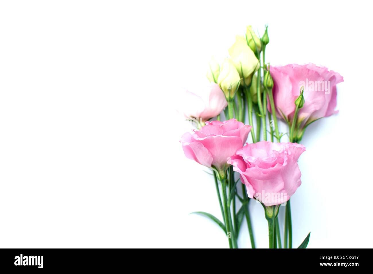 Beautiful pink eustoma flowers (lisianthus) in full bloom with buds leaves. Bouquet of flowers on white background. Copy space Stock Photo