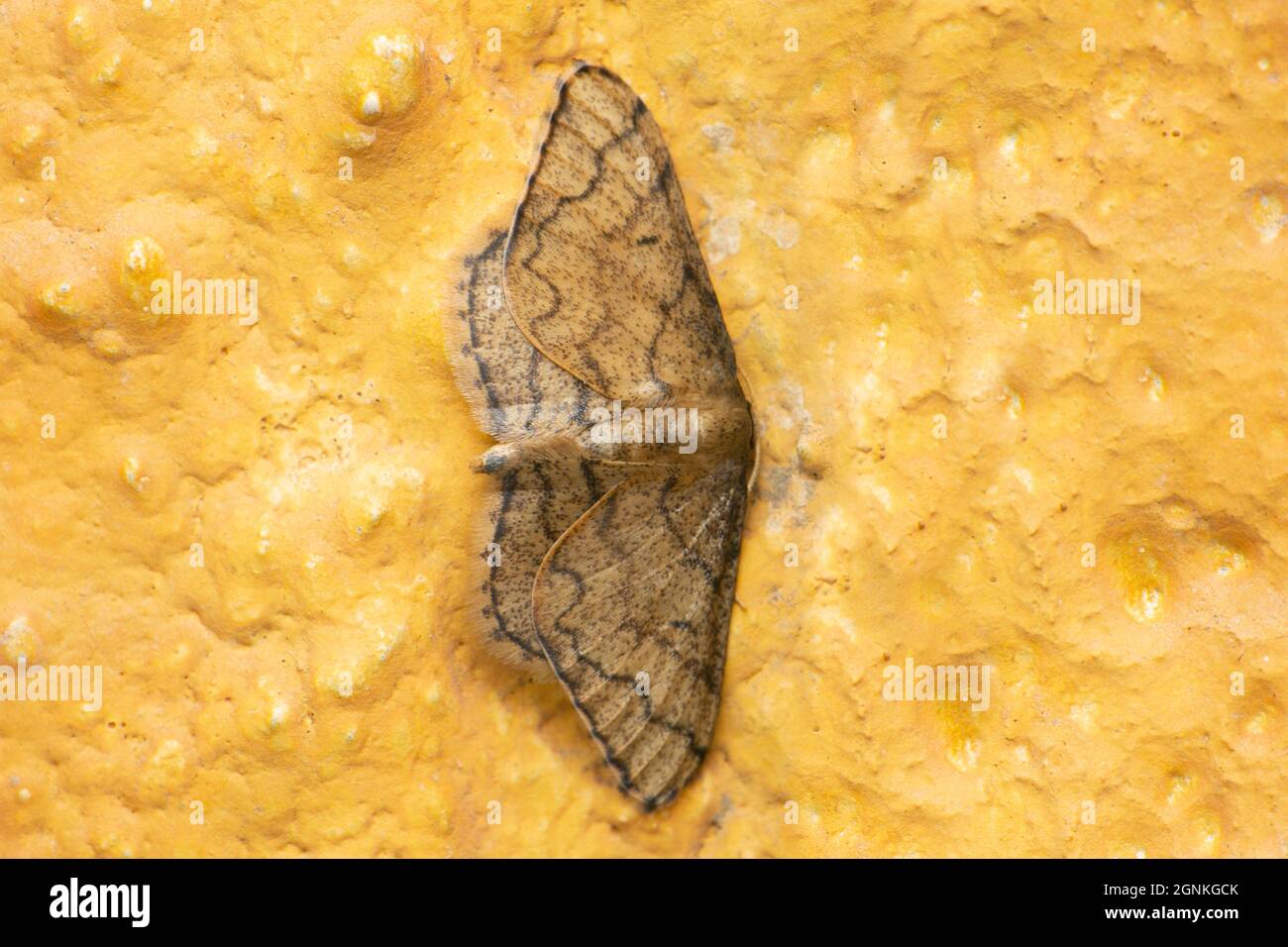 Lesser wax moth, Achroia grisella, Satara, Maharashtra, India Stock Photo