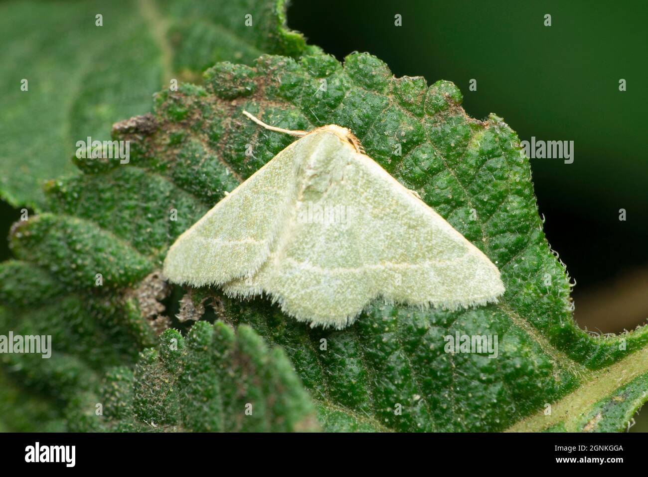 Satin moth, Leucoma salicis, Satara, Maharashtra, India Stock Photo