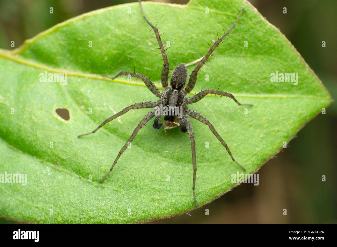 Funnel web wolf spider, Lycosa species, Satara, Maharashtra, India Stock Photo