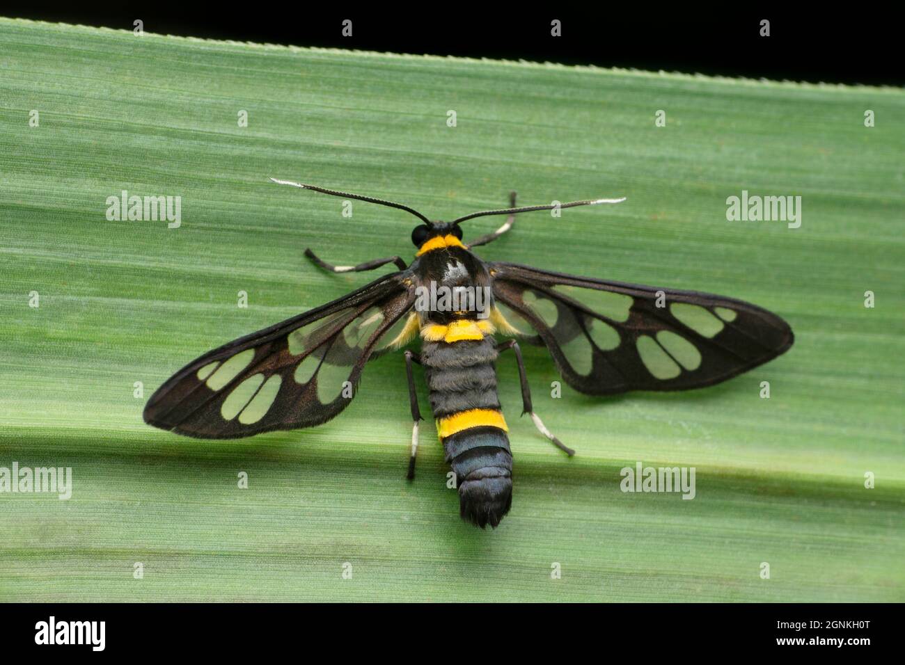 Wasp mimic moth, Satara, Maharashtra, India Stock Photo
