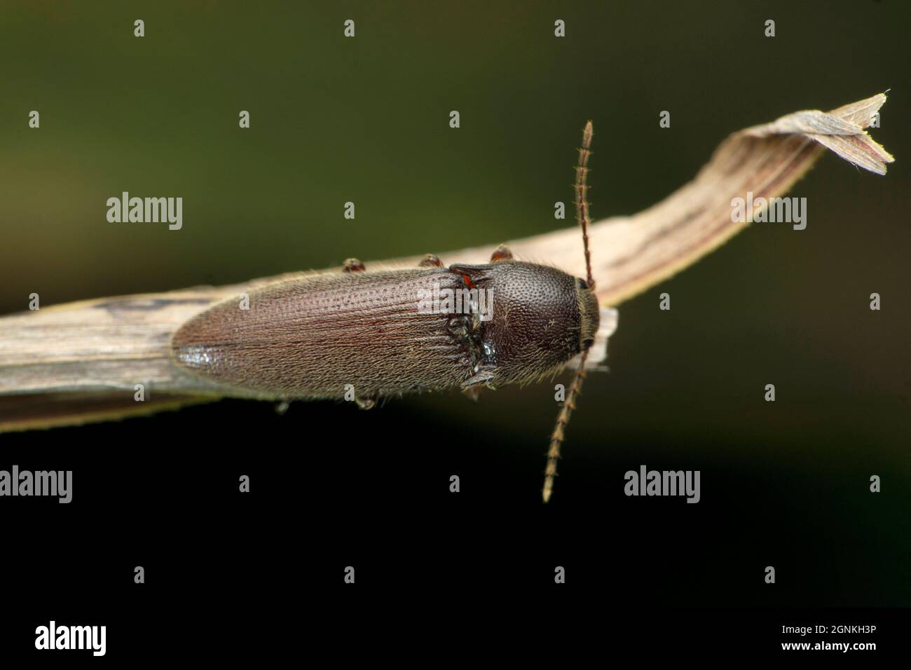 Dorsal view of Click beetle, Gambrinus species, Satara, Maharashtra, India Stock Photo