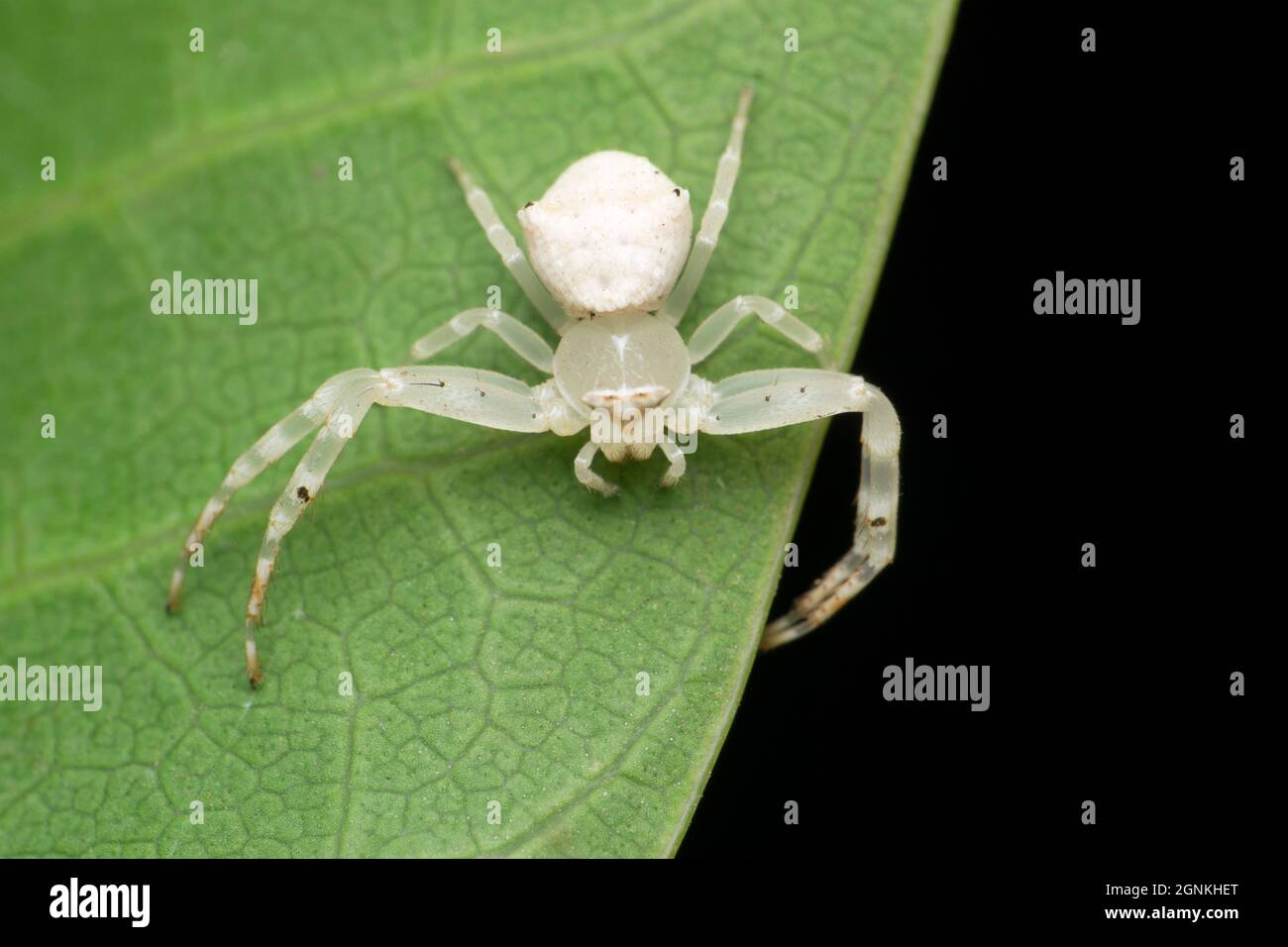 White crab spider, Thomisus spectabilis, Satara, Maharashtra, India Stock Photo