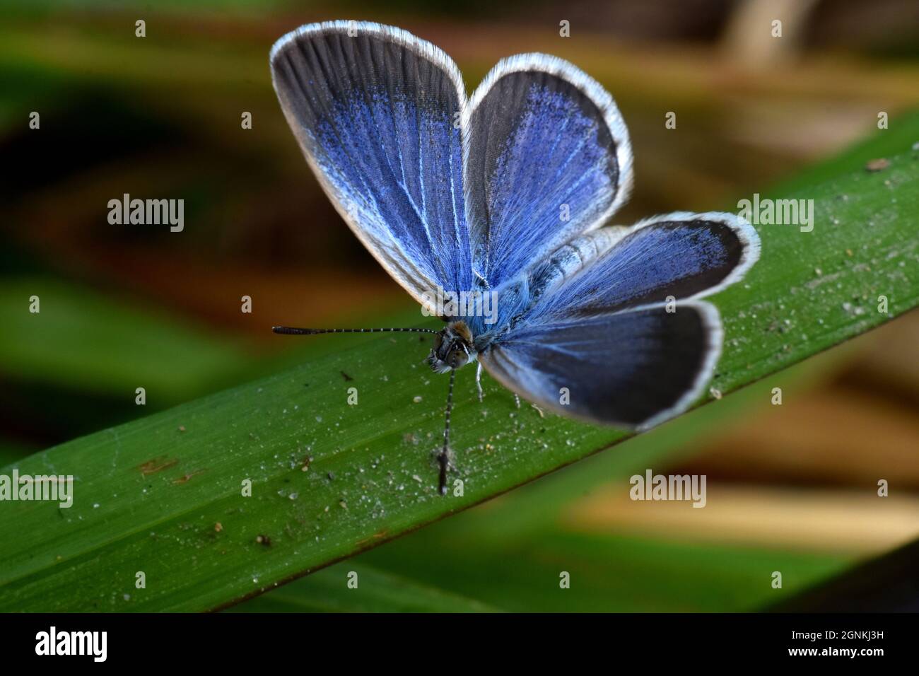 A tiny grass blue butterfly perched on green grass. Zizina otis. Stock Photo
