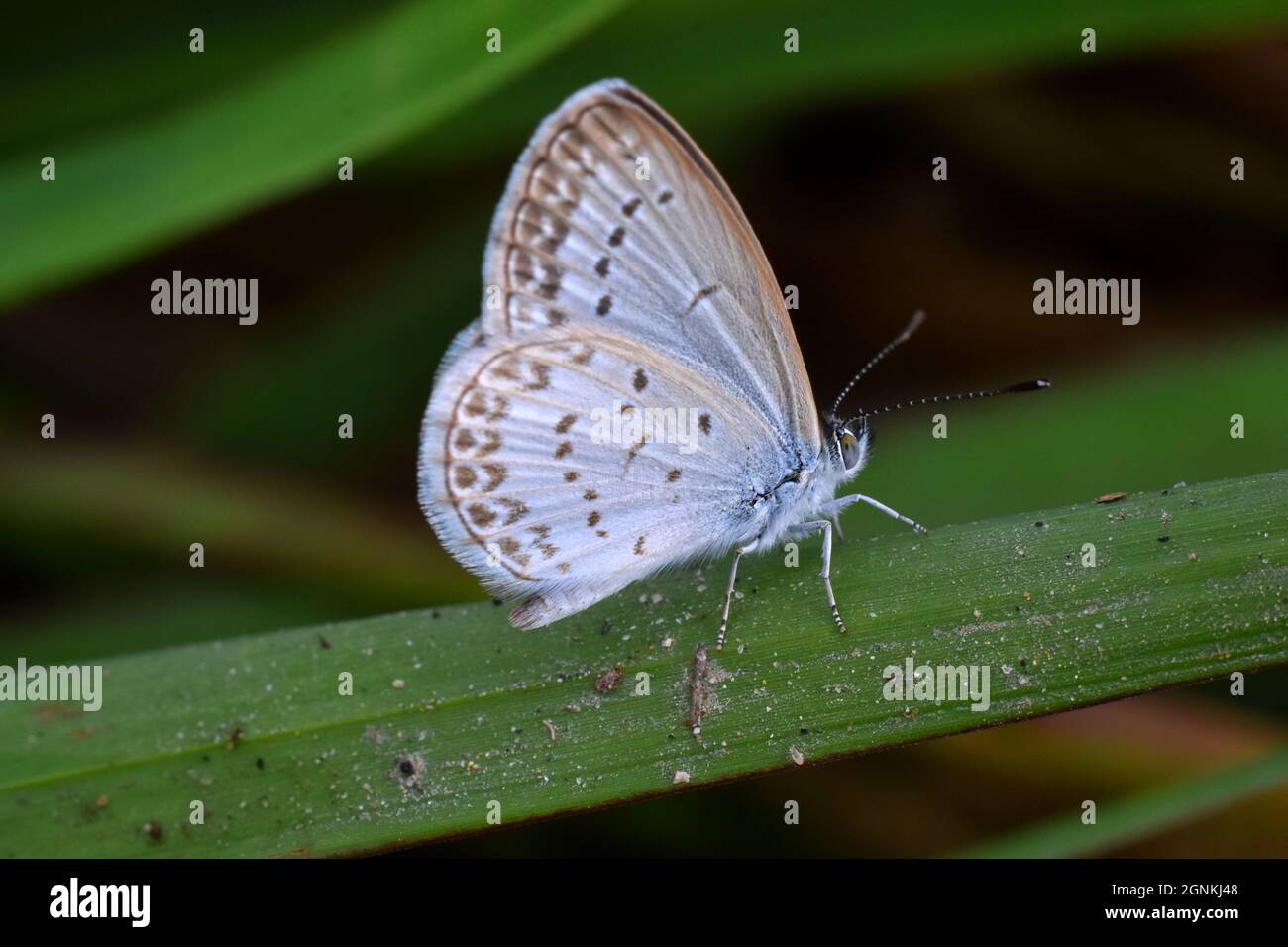 A tiny grass blue butterfly perched on green grass. Zizina otis. Stock Photo