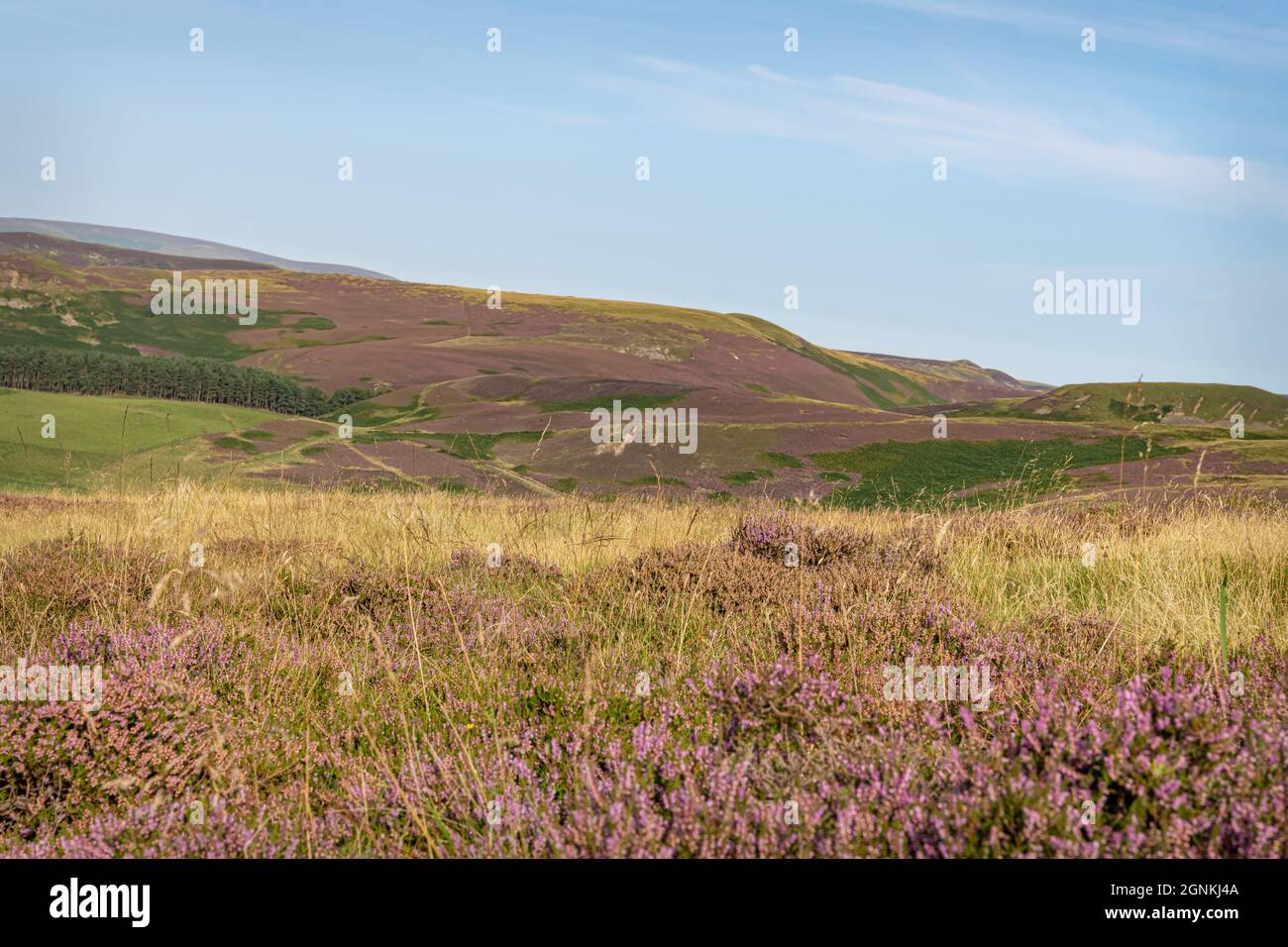 Heather flowering on the Hows Hill from Little Humblemoor in the Scottish Borders, UK Stock Photo