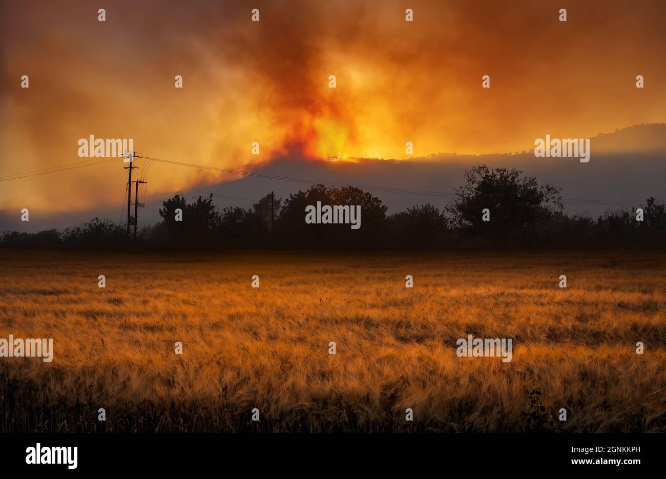 Rural landscape with dramatic wildfire at night and field of wheat on the foreground Stock Photo