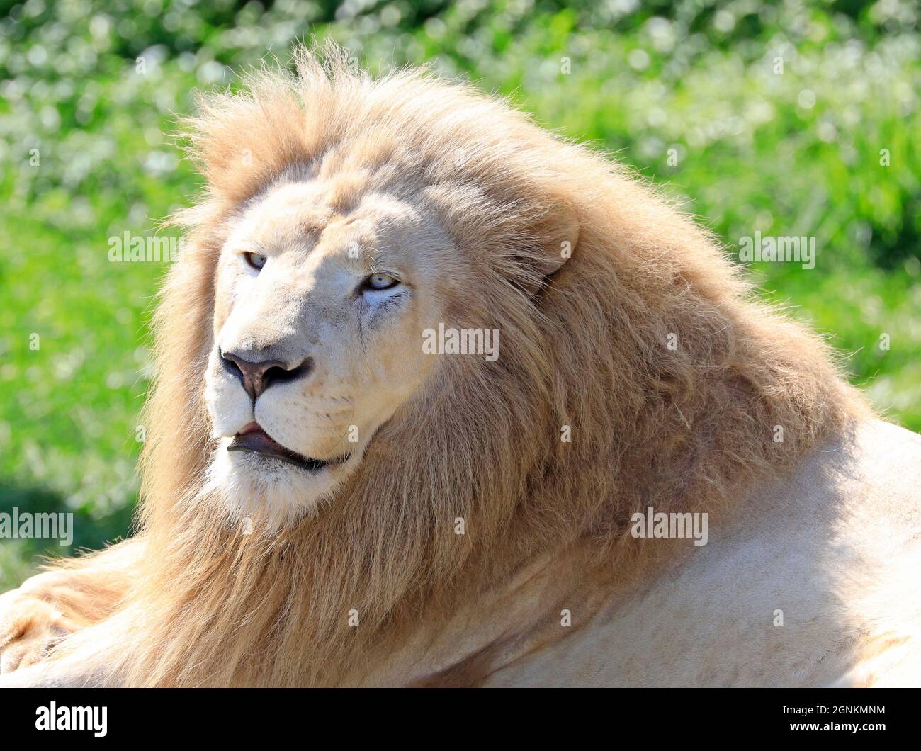 White Lion portrait Stock Photo
