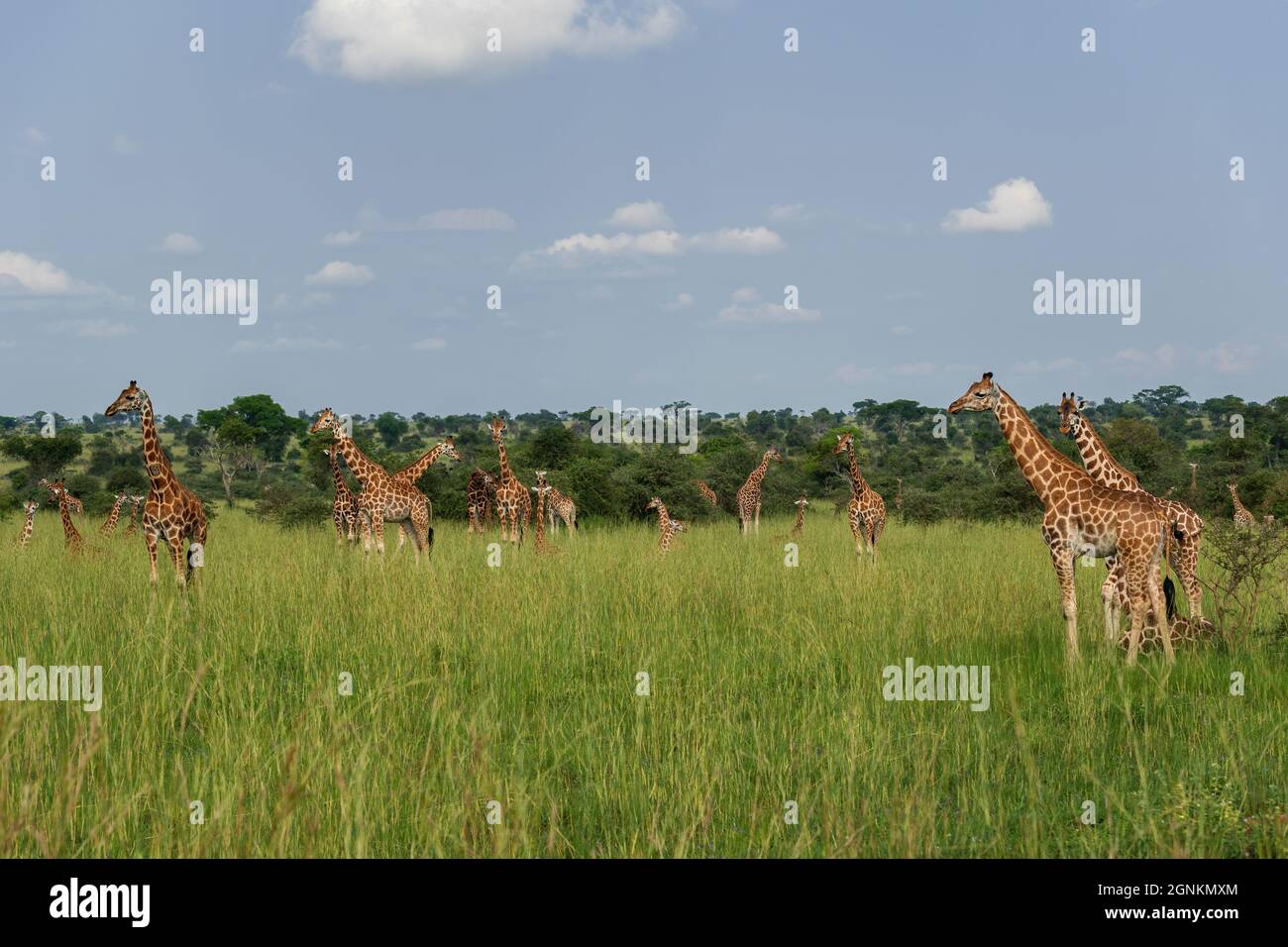Northern Giraffe - Giraffa camelopardalis, Cute member of African big five, Murchison falls, Uganda. Stock Photo