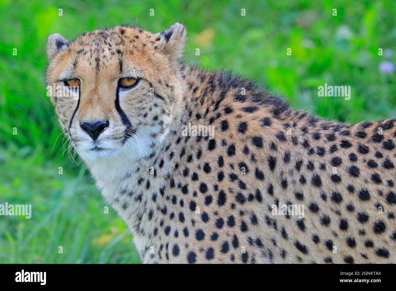 Gepard portrait in the green grass Stock Photo - Alamy