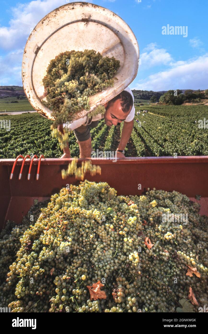 CHASSAGNE MONTRACHET Harvester emptying a hod of harvested premier cru Chardonnay grapes into grape hopper, in the Blanchot-Dessous vineyard of Michel Colin-Deleger, Chassagne-Montrachet, Côte d'Or, France. [Côte de Beaune] Stock Photo