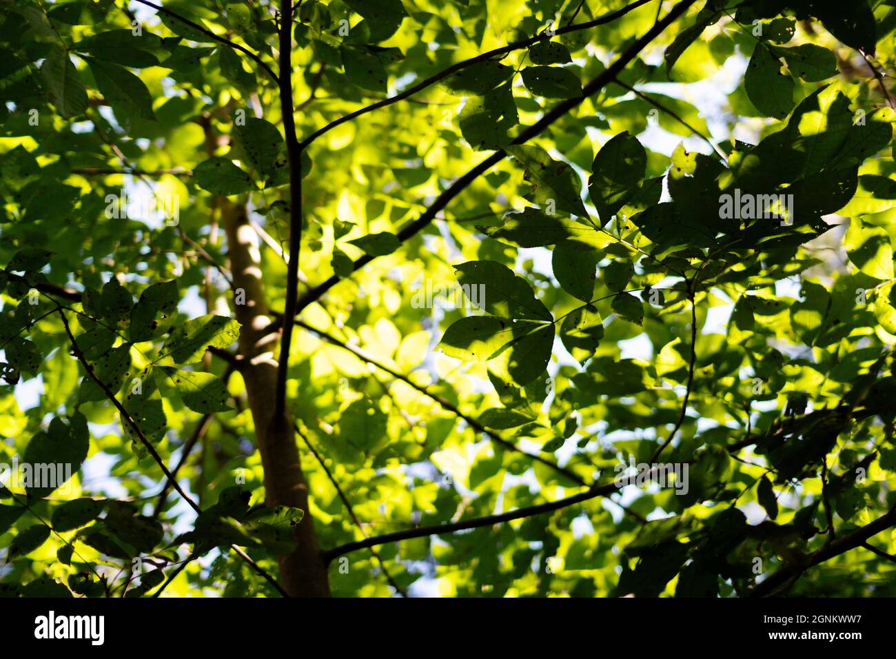 A tree and its leaves are almost abstract Stock Photo - Alamy