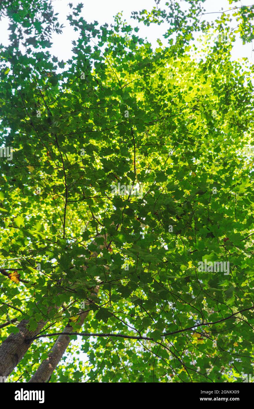 A tree and its leaves are almost abstract Stock Photo - Alamy