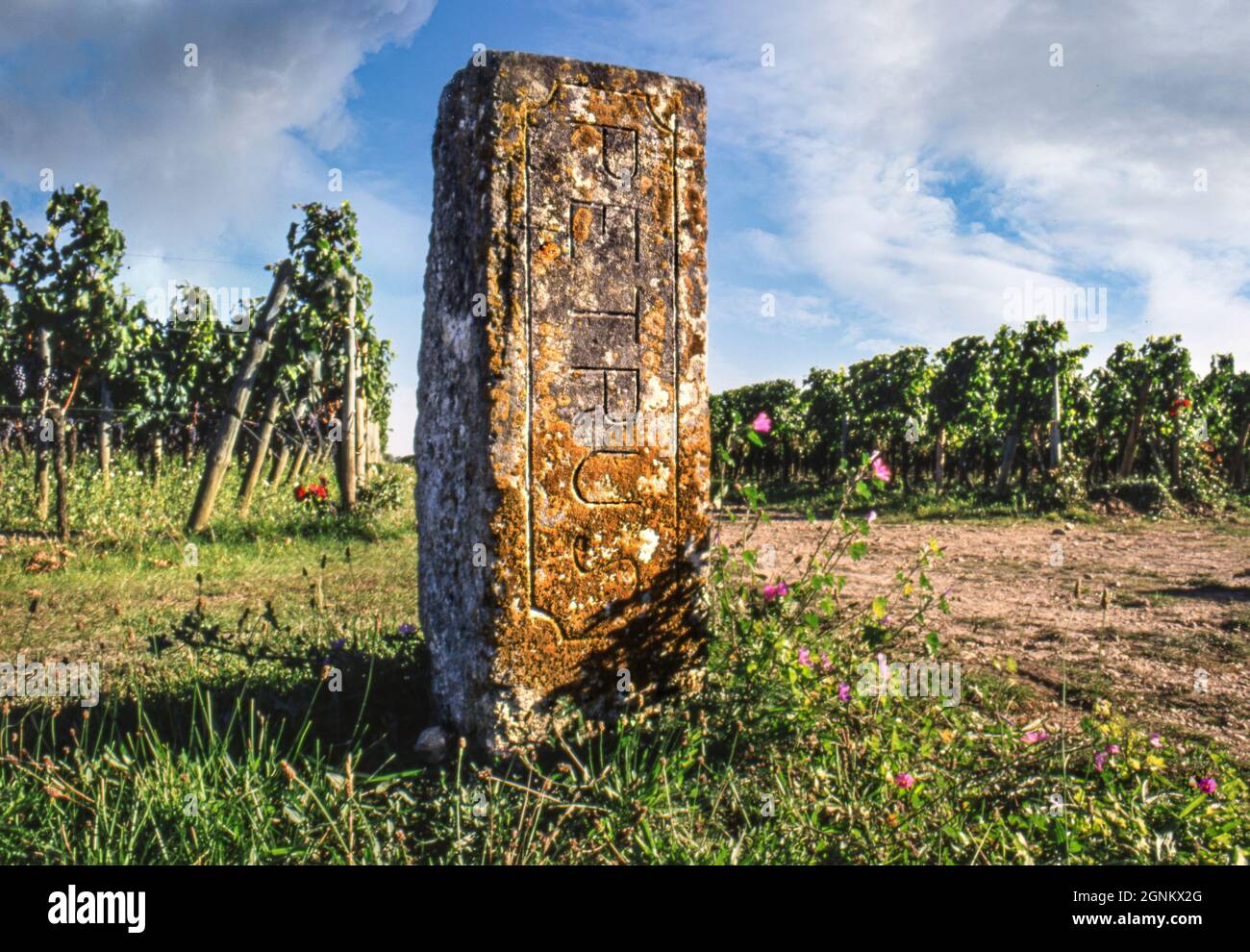 Chateau petrus vineyard engraved stone marker hi res stock photography Chateau petrus vineyard engraved stone marker hi res stock photography