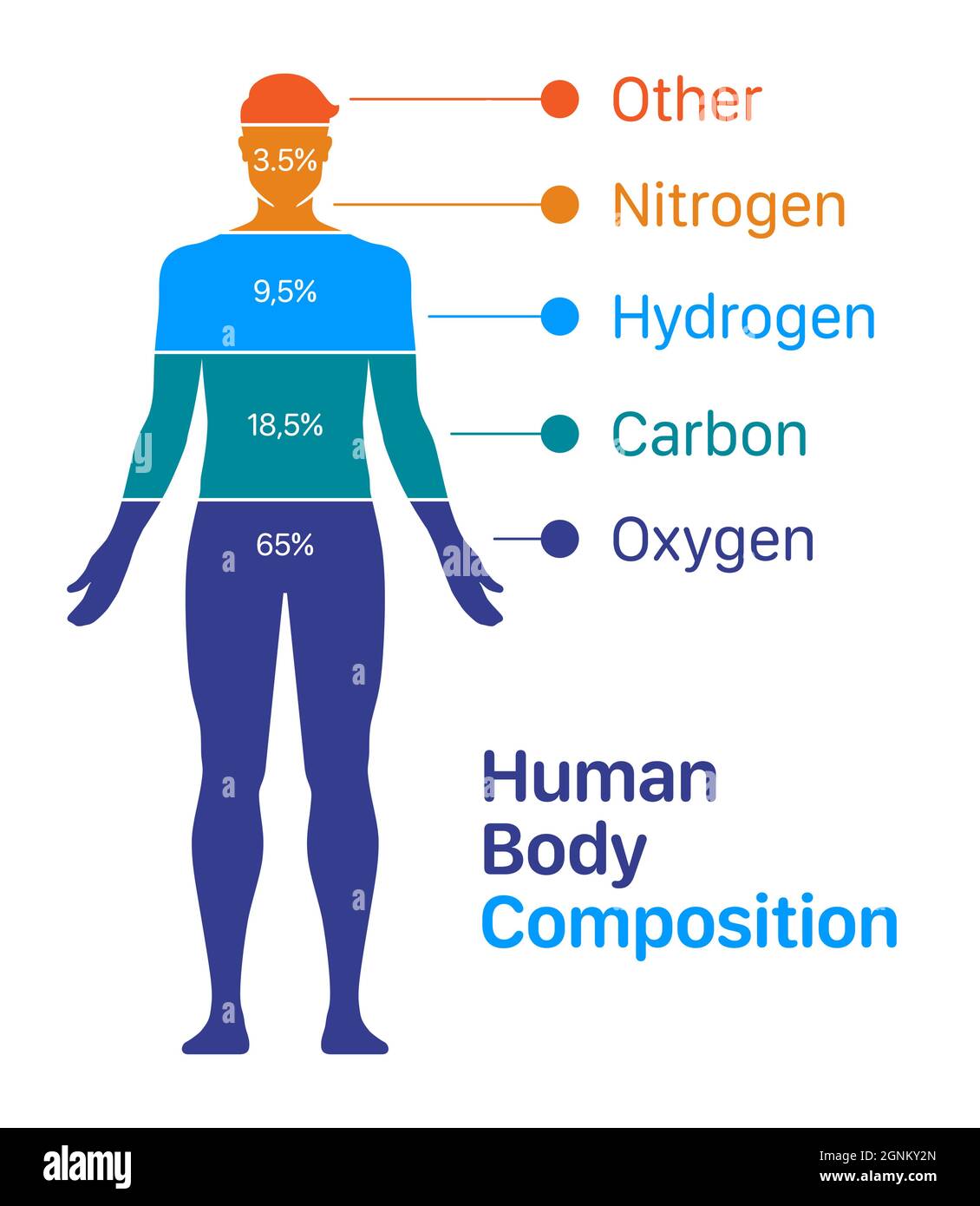 Human body composition chart vector illustration. List of chemical elements  contained within a human body Stock Vector Image & Art - Alamy
