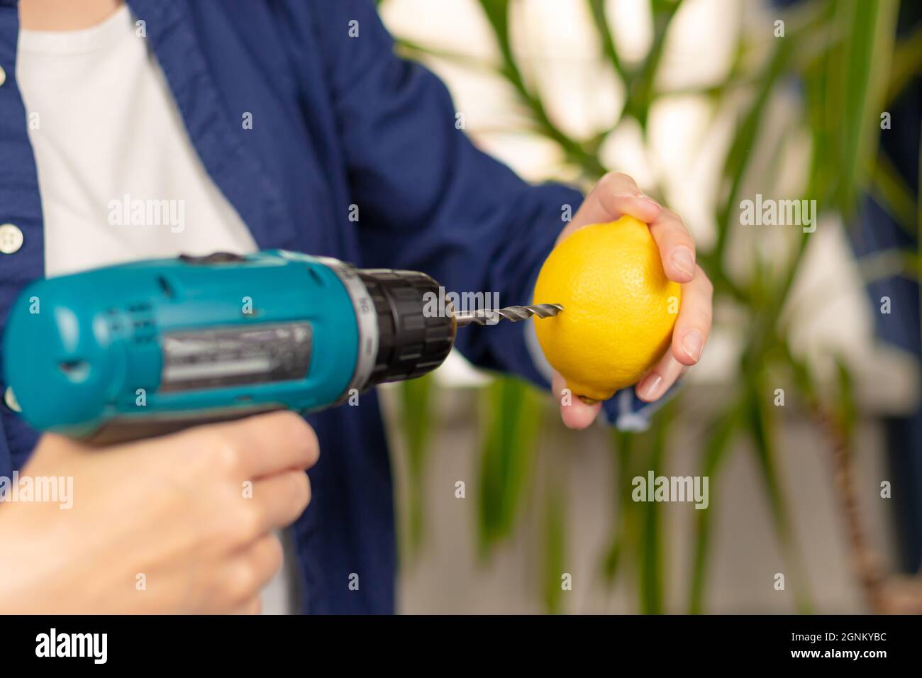 Female hands in a blue shirt hold a screwdriver with a drill and a bright lemon against the background of a light window and green leaves of a housepl Stock Photo