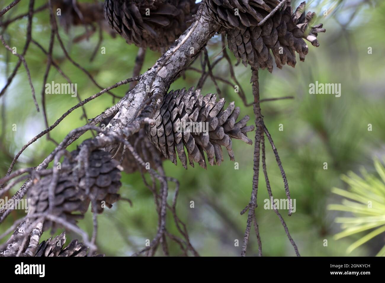 Pine branch with needles and old cones Stock Photo - Alamy