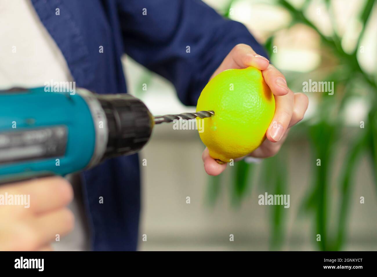 Female hands in a blue shirt hold a screwdriver with a drill and a bright lemon against the background of a light window and green leaves of a housepl Stock Photo