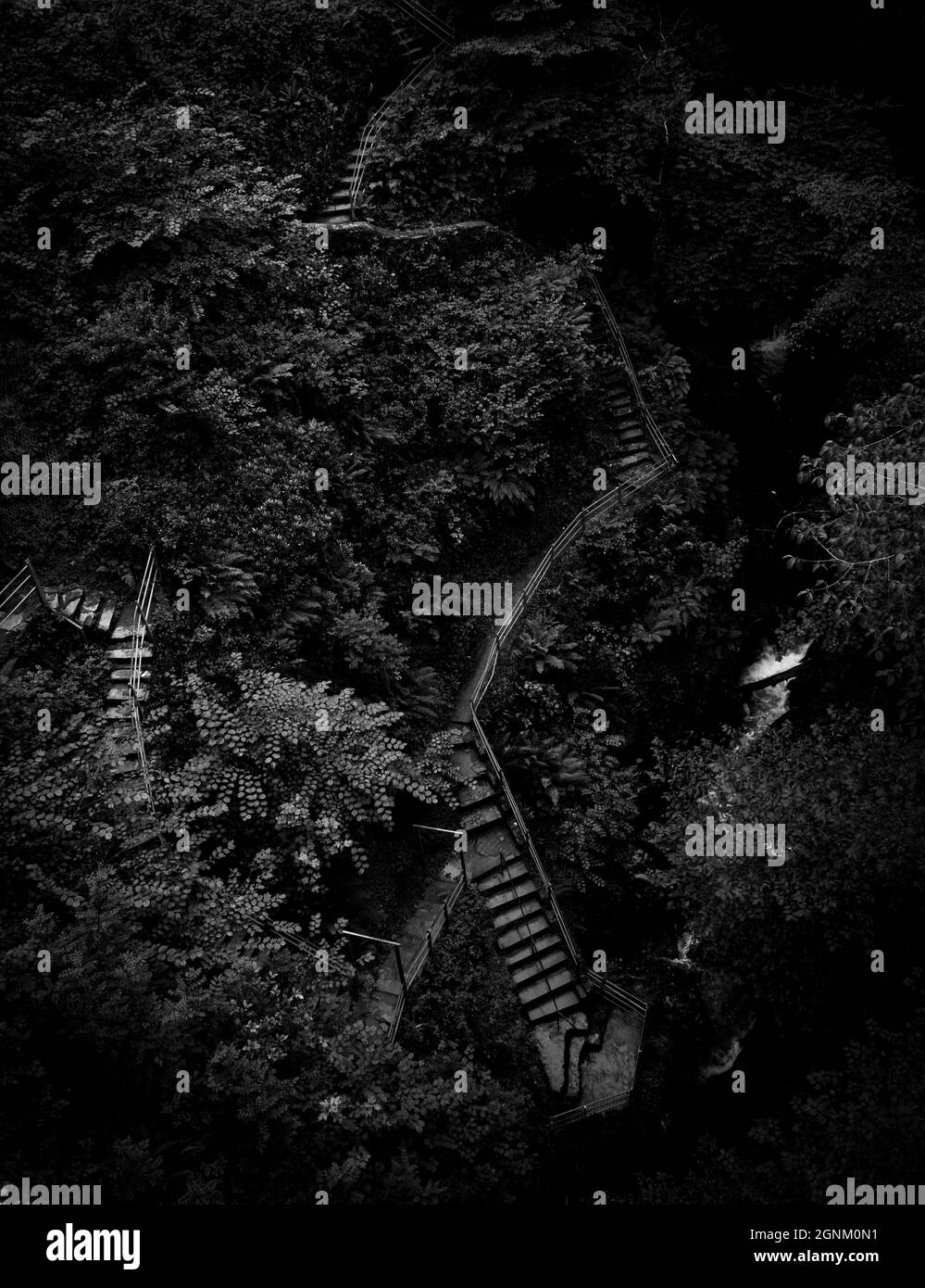 View dense forest canopy Black and White Stock Photos & Images - Alamy