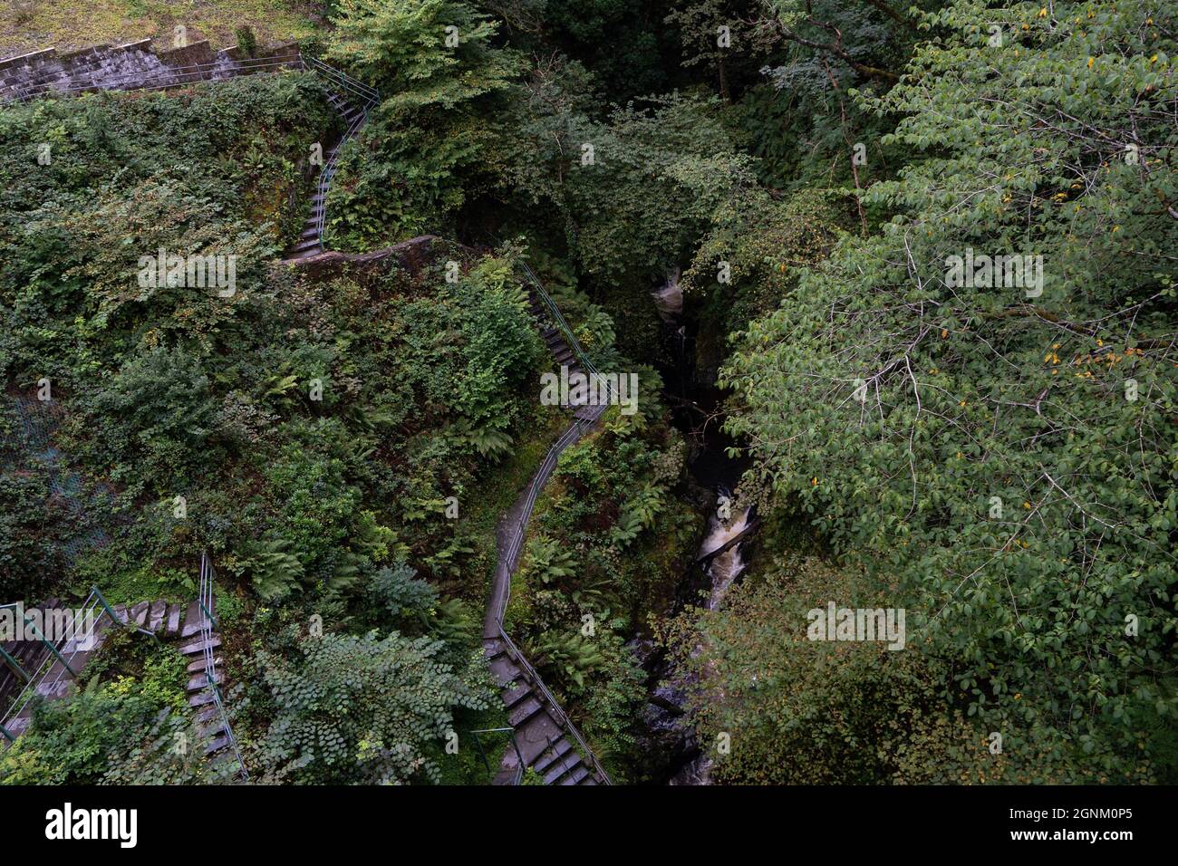 Wooden path through lush green hi-res stock photography and images - Alamy