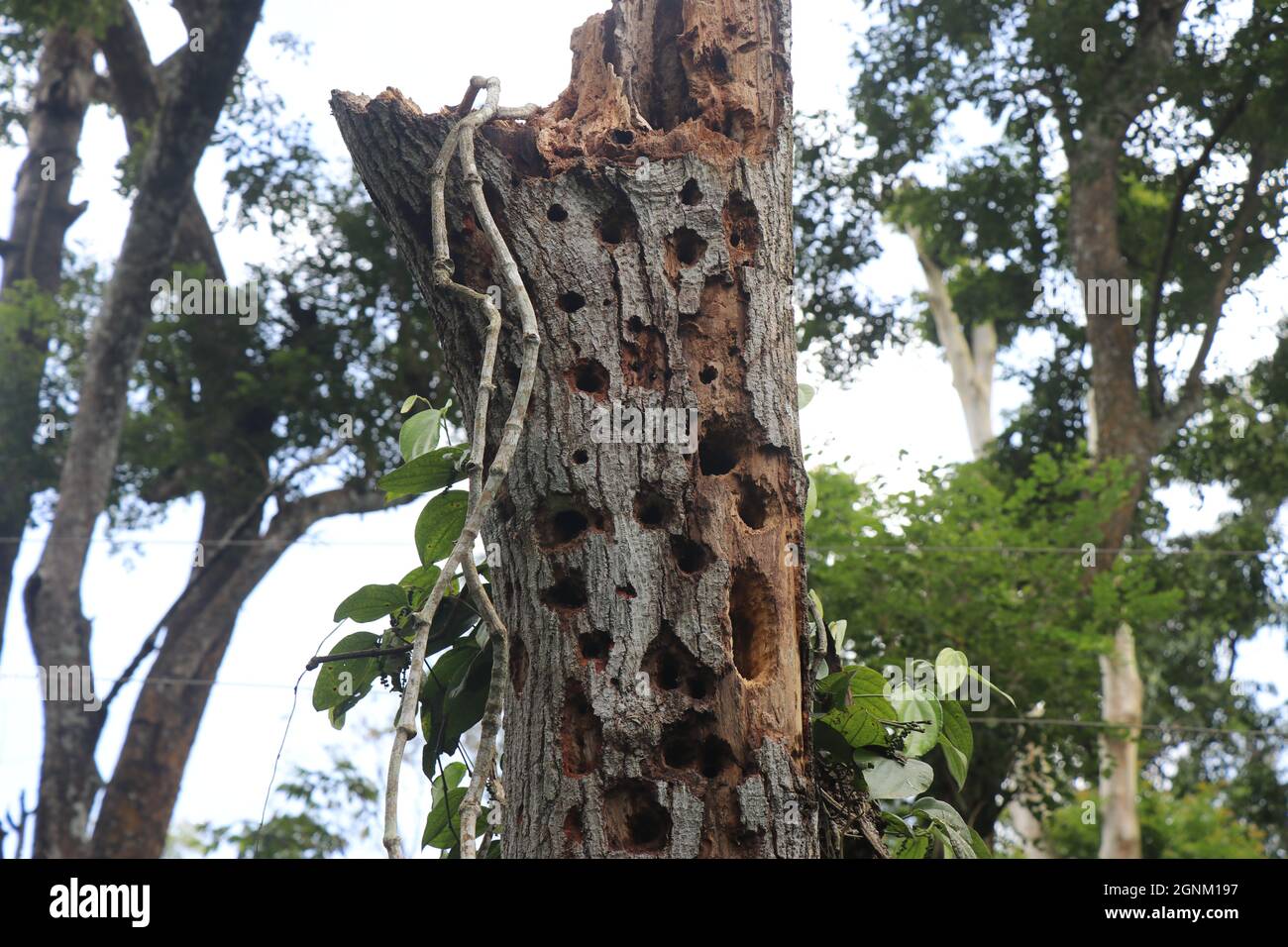 The trunk of a tree with full of woodpecker holes, Tree damaged by Wood ...
