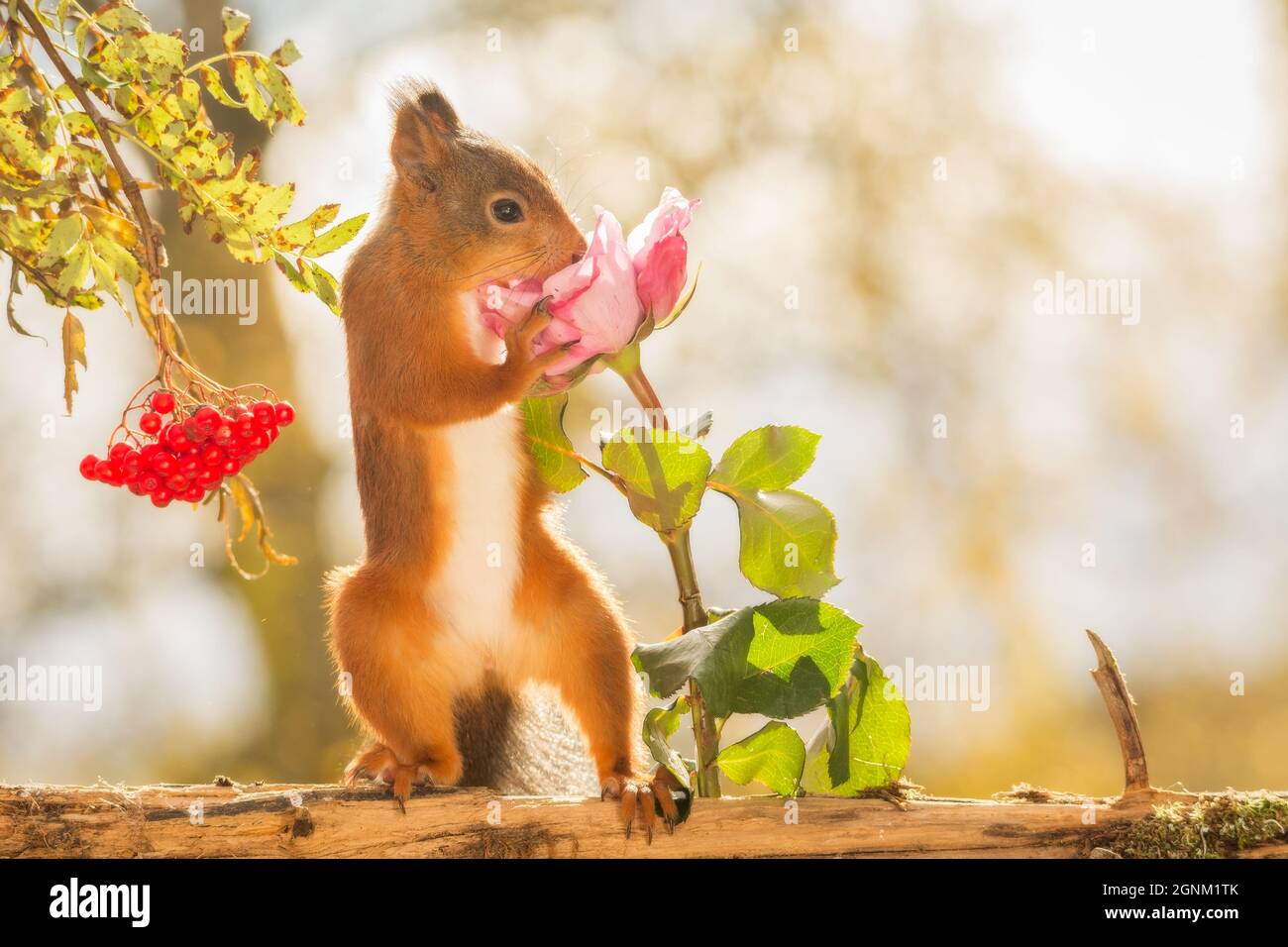 red squirrel is standing with rose Stock Photo Alamy