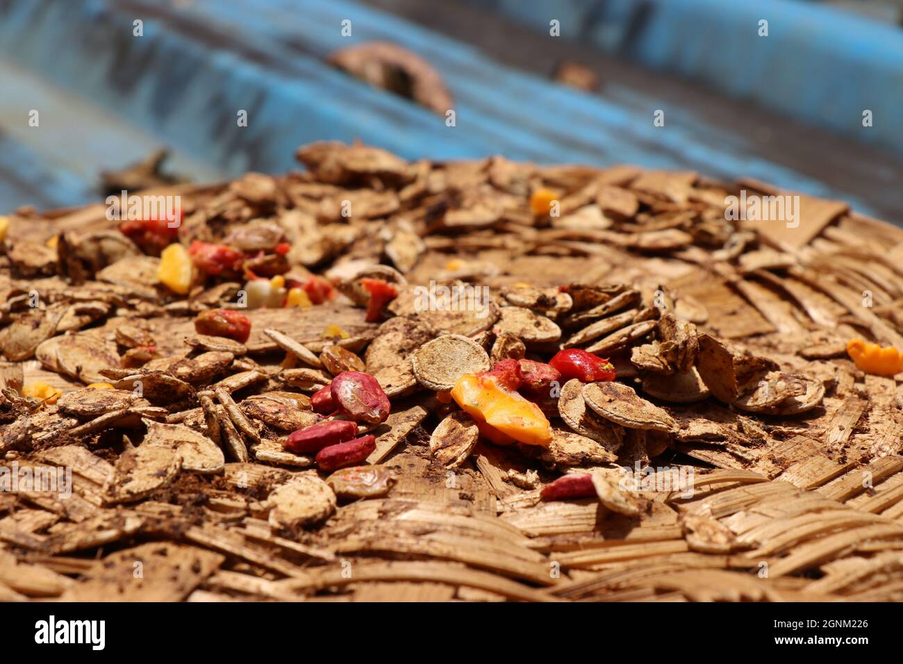 Pumpkin And Bitter Gourd Seeds After Harvest Preparation For Planting Traditional Drying Of Vegetable Seeds Under The Sun With Hand Woven Plate Stock Photo Alamy Pumpkin And Bitter Gourd Seeds After Harvest Preparation For Planting Traditional Drying Of Vegetable Seeds Under The Sun With Hand Woven Plate Stock Photo Alamy